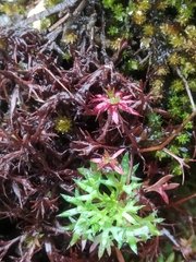 Saxifraga fragosoi