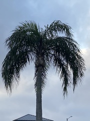 Syagrus