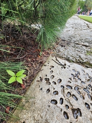 Asclepias curassavica