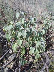 Cistus populifolius