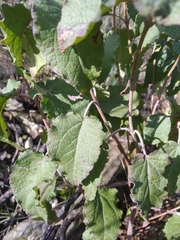 Cistus populifolius
