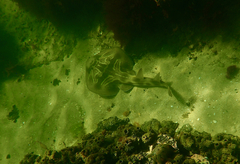 Trygonorrhina dumerilii