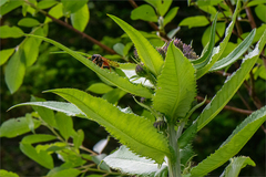 Cirsium helenioides