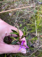 Boronia ledifolia