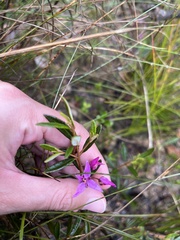 Boronia ledifolia