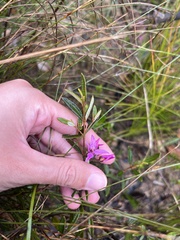 Boronia ledifolia