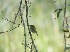 Hemitriccus nidipendulus