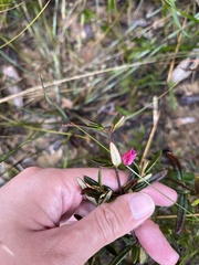 Boronia ledifolia