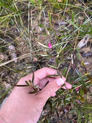 Boronia ledifolia