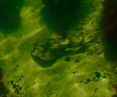 Trygonorrhina dumerilii