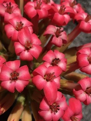 Crassula coccinea