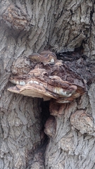 Ganoderma