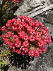 Crassula coccinea