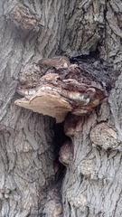 Ganoderma