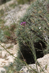 Erysimum bastetanum