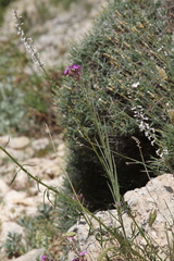 Erysimum bastetanum