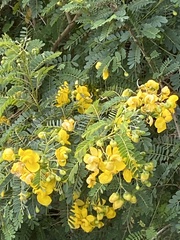 Senna pendula