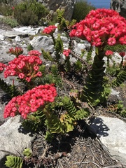 Crassula coccinea