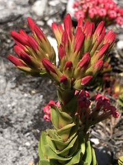 Crassula coccinea