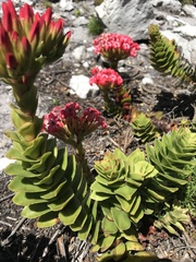 Crassula coccinea