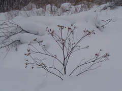 Arctium tomentosum