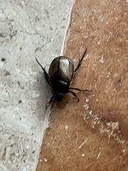 Paranomala cincta