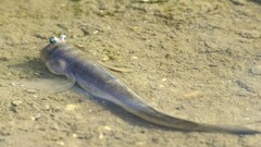 Scartelaos histophorus