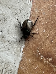 Paranomala cincta
