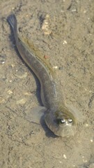 Scartelaos histophorus