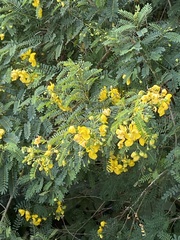 Senna pendula