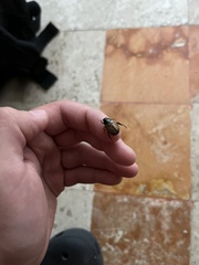 Paranomala cincta