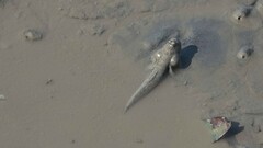 Scartelaos histophorus