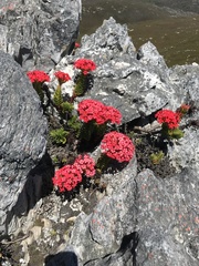 Crassula coccinea