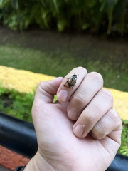 Paranomala cincta