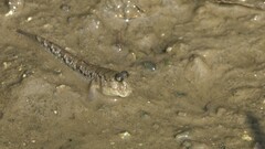 Periophthalmus argentilineatus