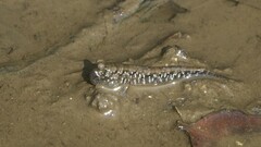 Periophthalmus argentilineatus