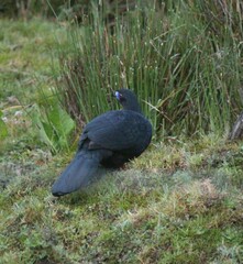 Chamaepetes unicolor