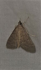 Piletocera macroperalis
