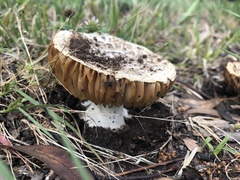 Amanita ochrophylloides