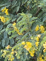 Senna pendula