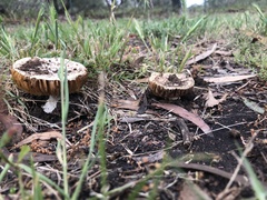 Amanita ochrophylloides