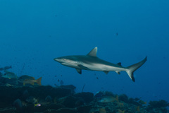 Carcharhinus amblyrhynchos
