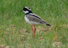 Vanellus cayanus