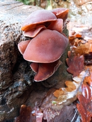 Auricularia auricula-judae