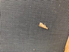 Calamotropha paludella