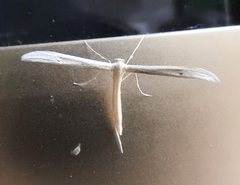 Hellinsia homodactylus