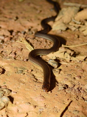 Atractus zidoki