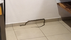 Phrynonax poecilonotus