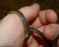 Atractus zidoki