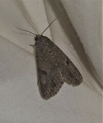 Spodoptera mauritia